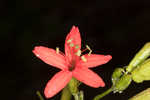 Louisiana catchfly 